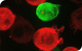 Microscopic view of a cell