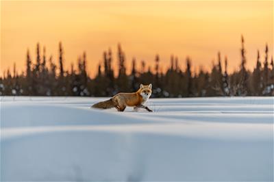 wildlife_illus wildlife_illus
