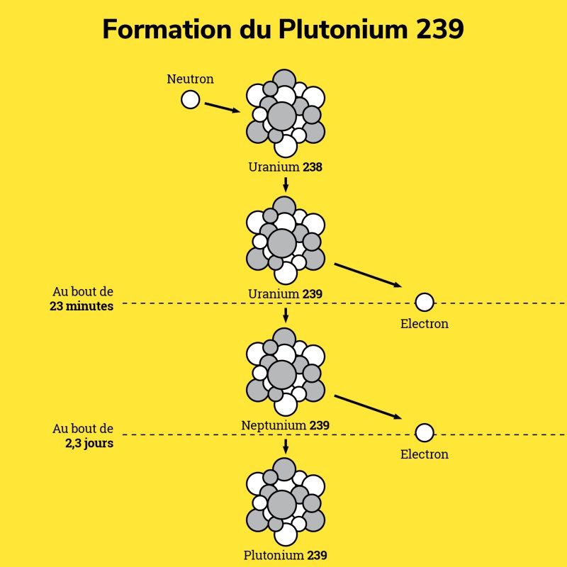 Formation du Plutonium 239