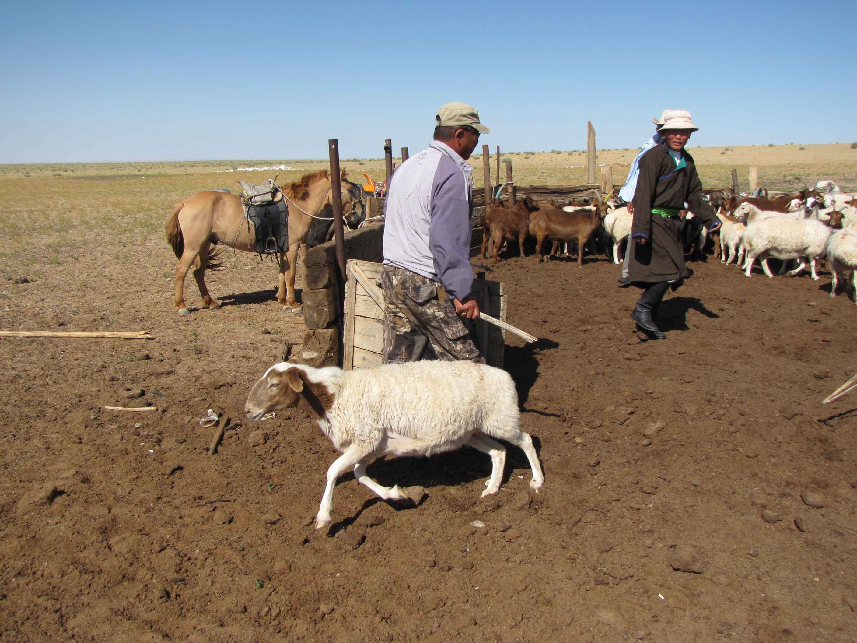 Acheter local et responsable en Mongolie
