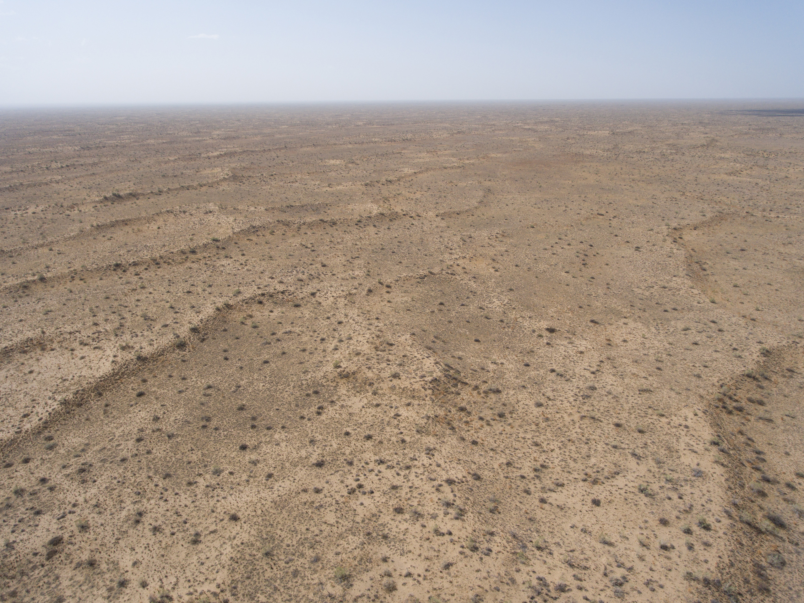 steppe boisée au Kazakhstan